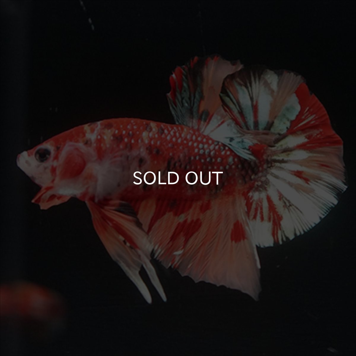 画像6: HMPK　キャンディギャラクシー (6)