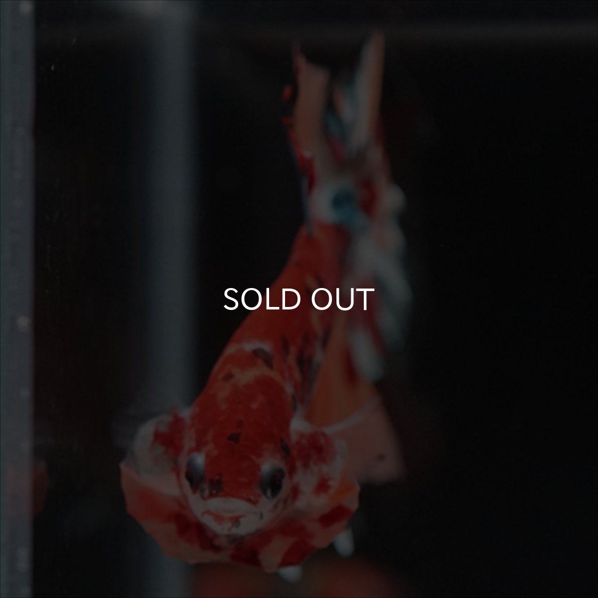 画像5: HMPK　キャンディギャラクシー (5)