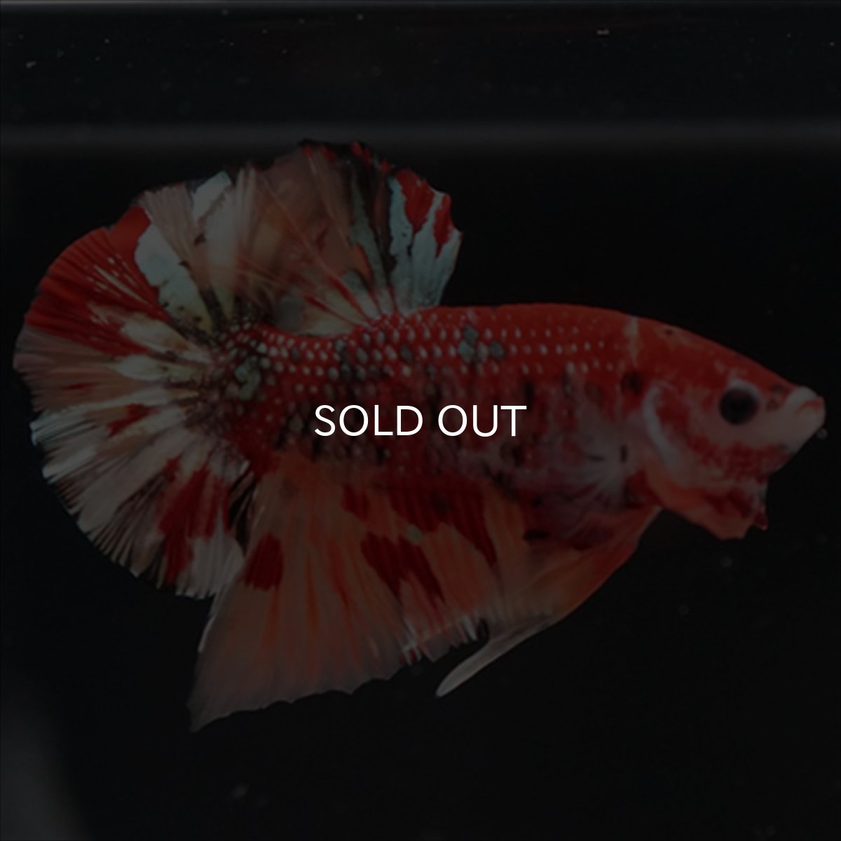 画像4: HMPK　キャンディギャラクシー (4)