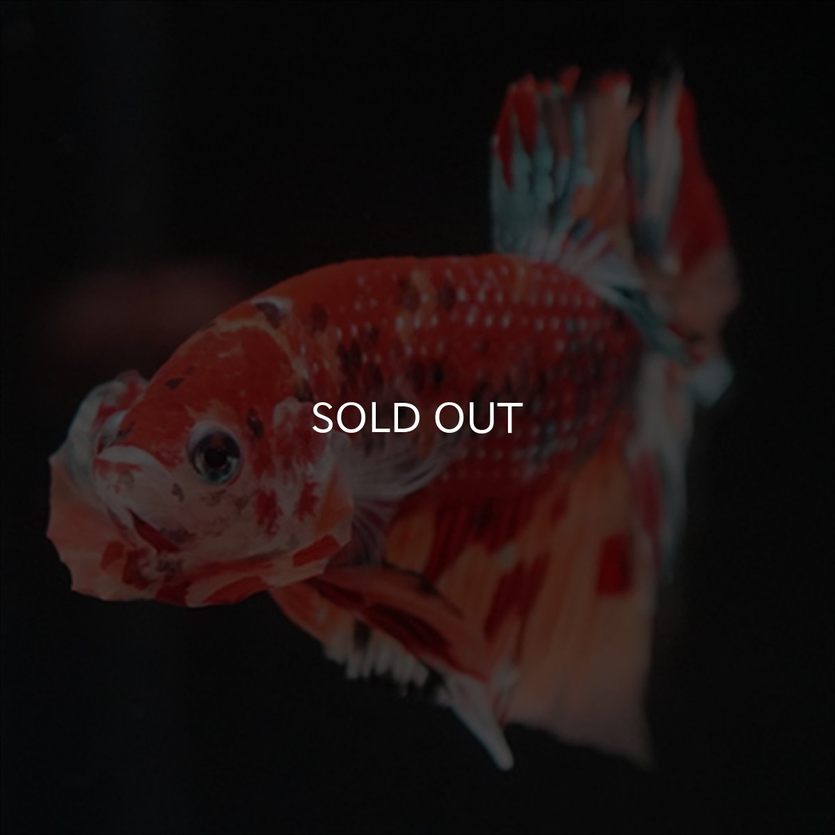 画像3: HMPK　キャンディギャラクシー (3)