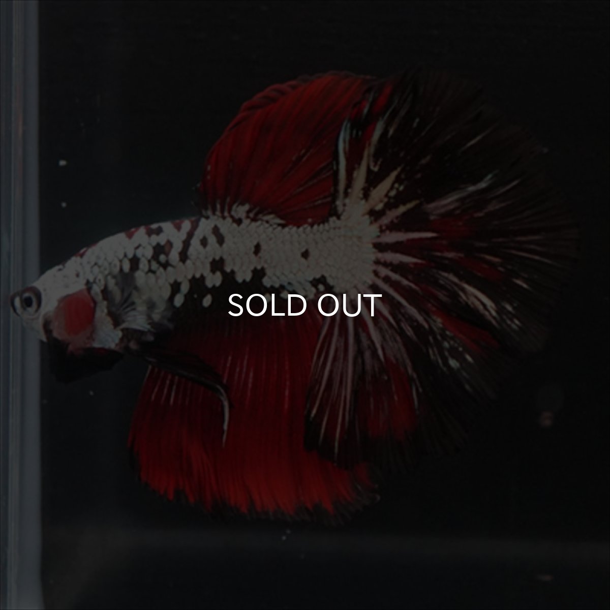 画像6: HM　ブラックレッドドラゴン (6)