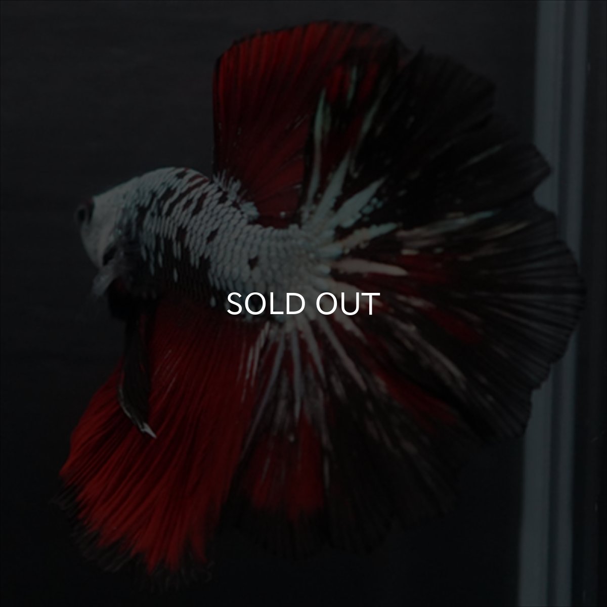 画像5: HM　ブラックレッドドラゴン (5)