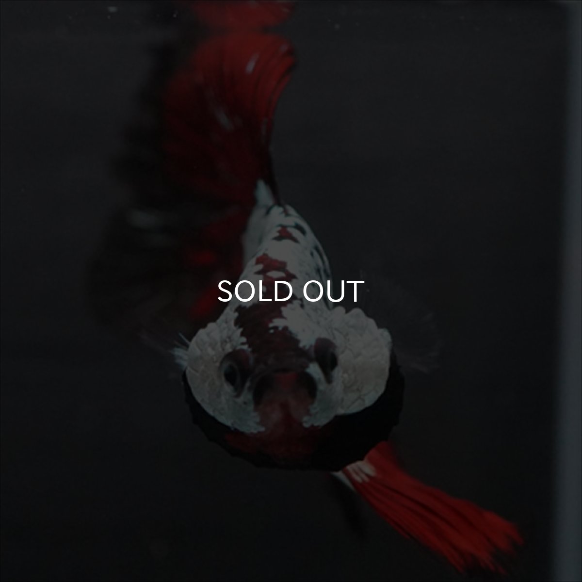 画像4: HM　ブラックレッドドラゴン (4)