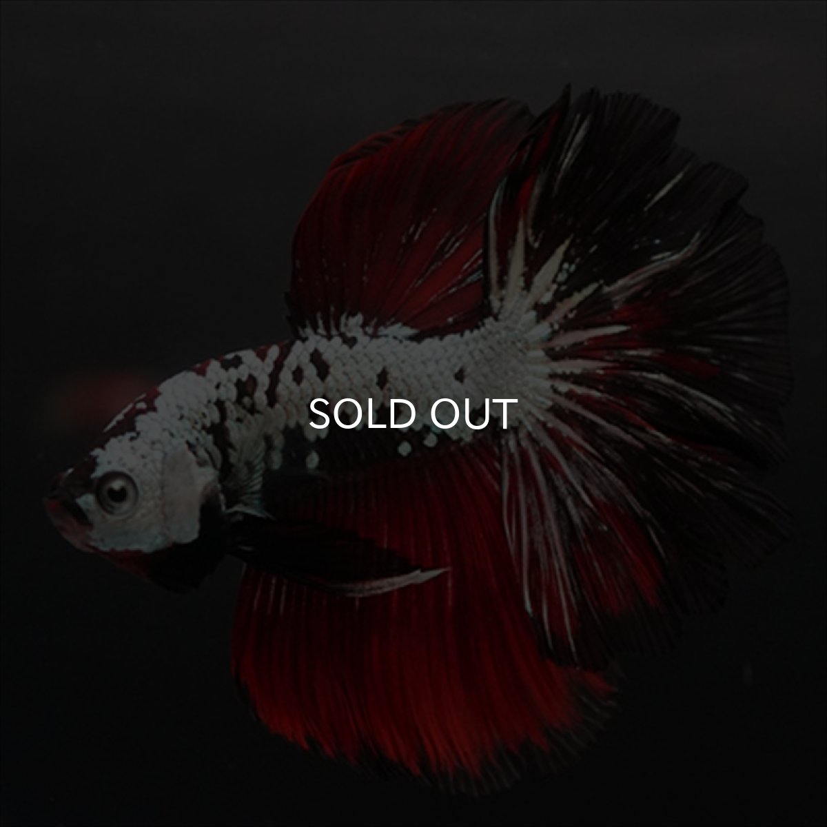 画像3: HM　ブラックレッドドラゴン (3)