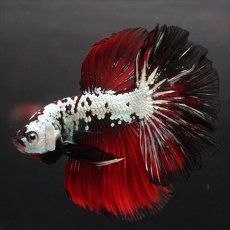 画像3: HM　ブラックレッドドラゴン (3)