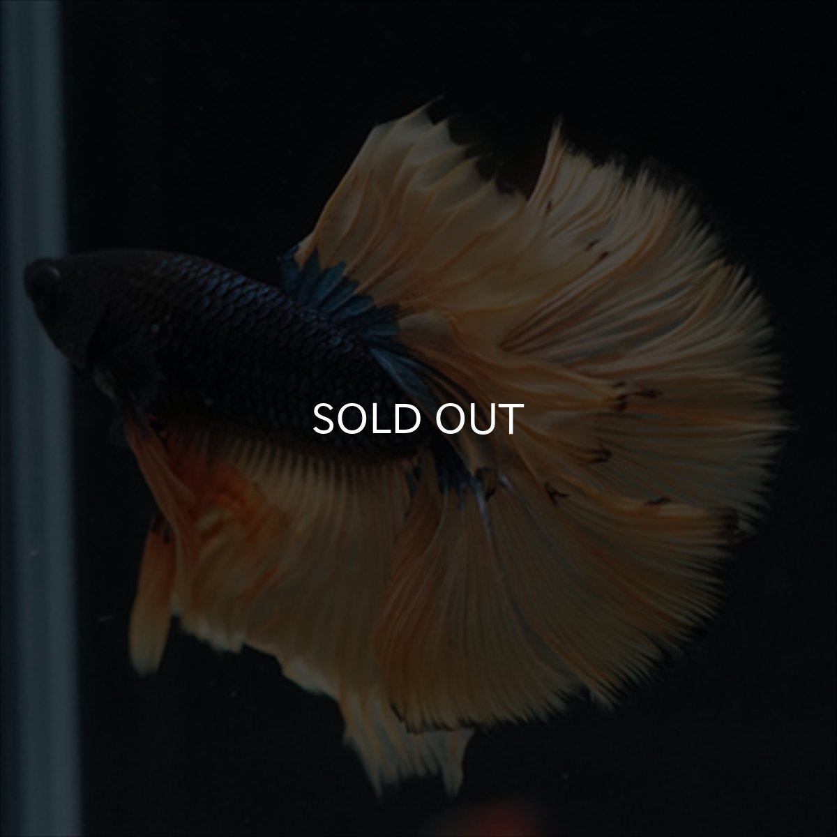 画像3: HM　マスタード (3)