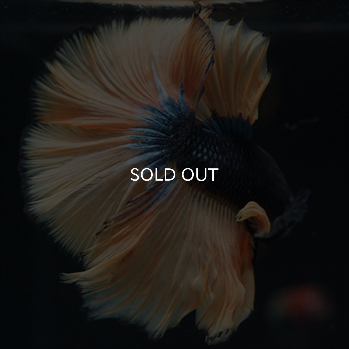 画像4: HM　マスタード (4)