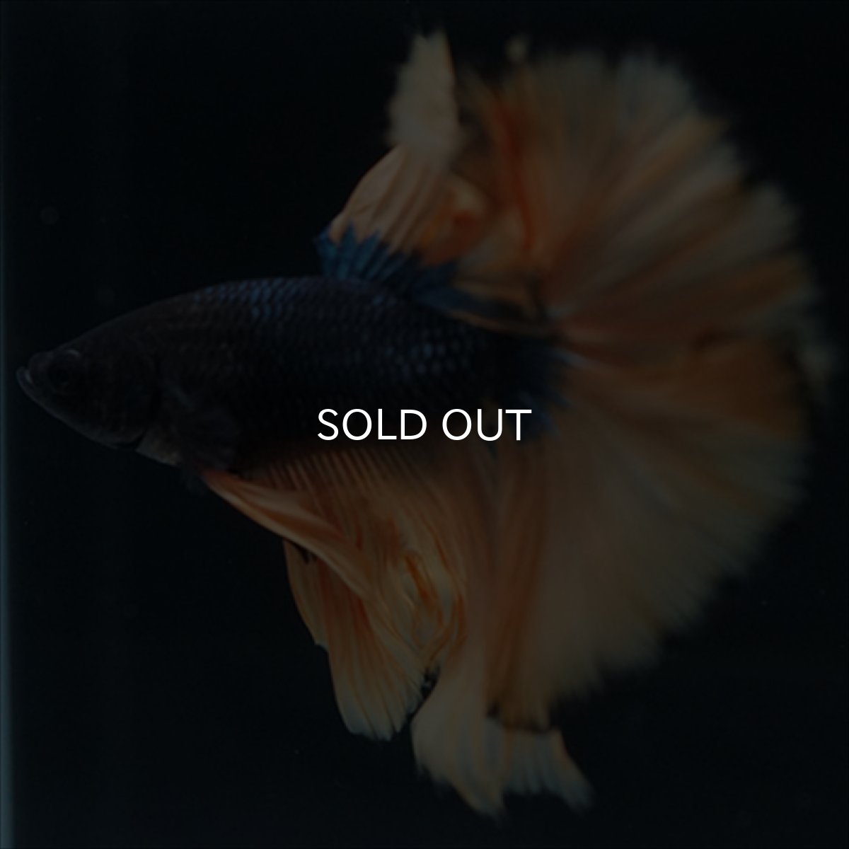 画像11: HM　マスタード (11)