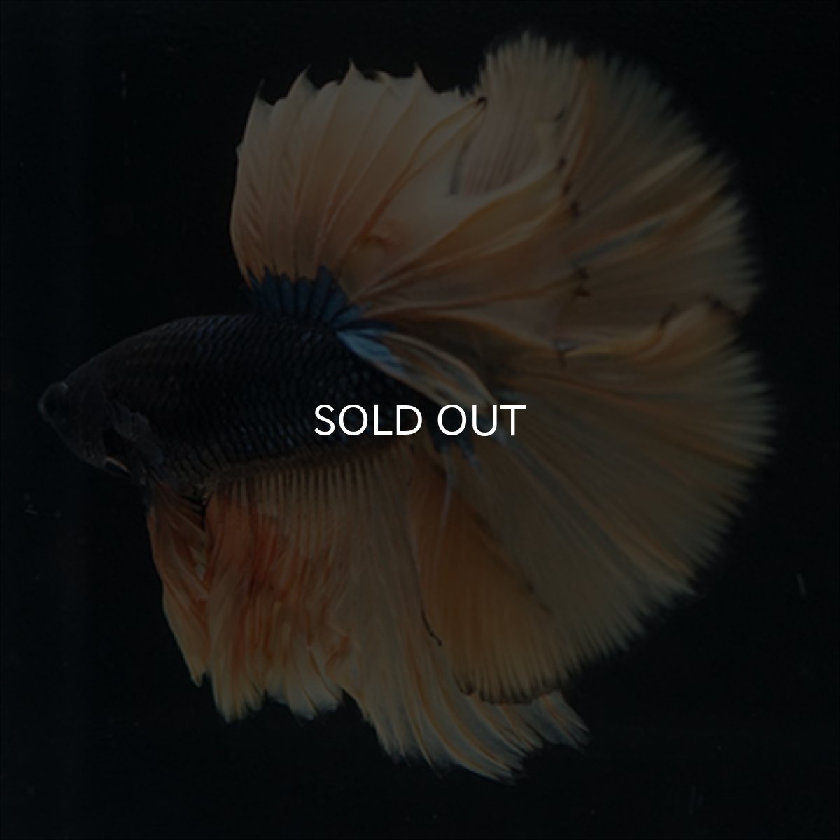 画像2: HM　マスタード (2)