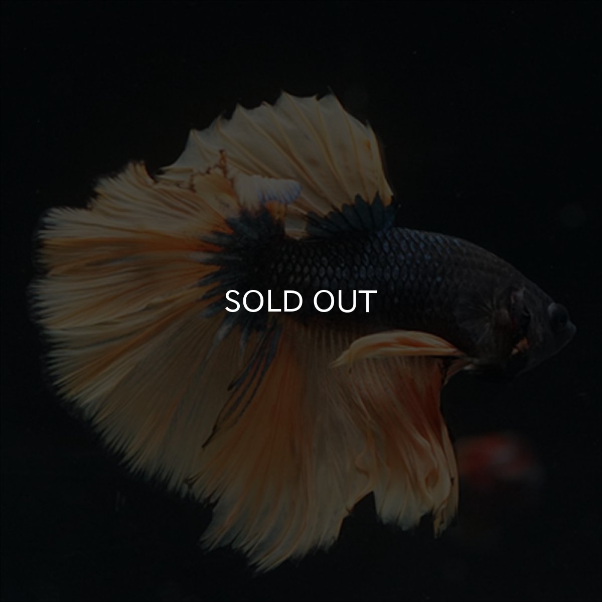 画像10: HM　マスタード (10)