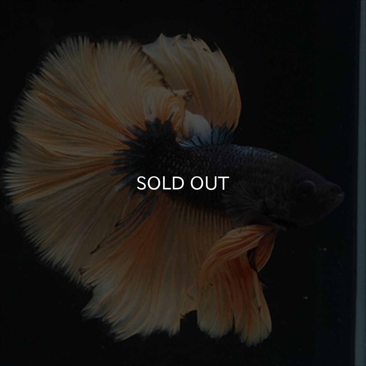 画像9: HM　マスタード (9)