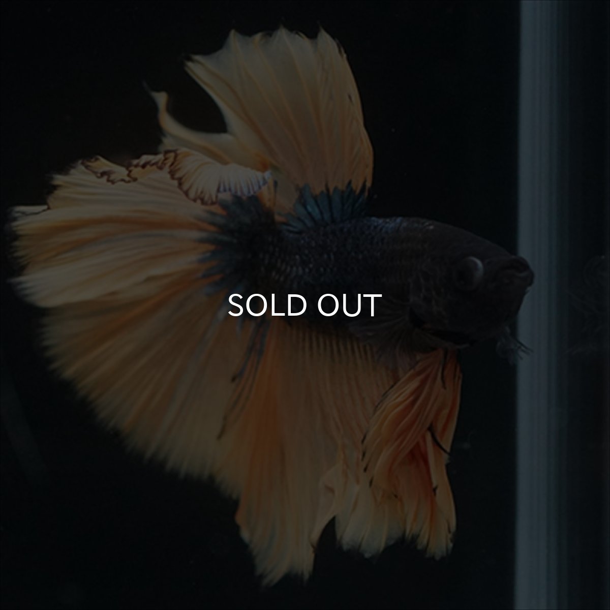 画像8: HM　マスタード (8)