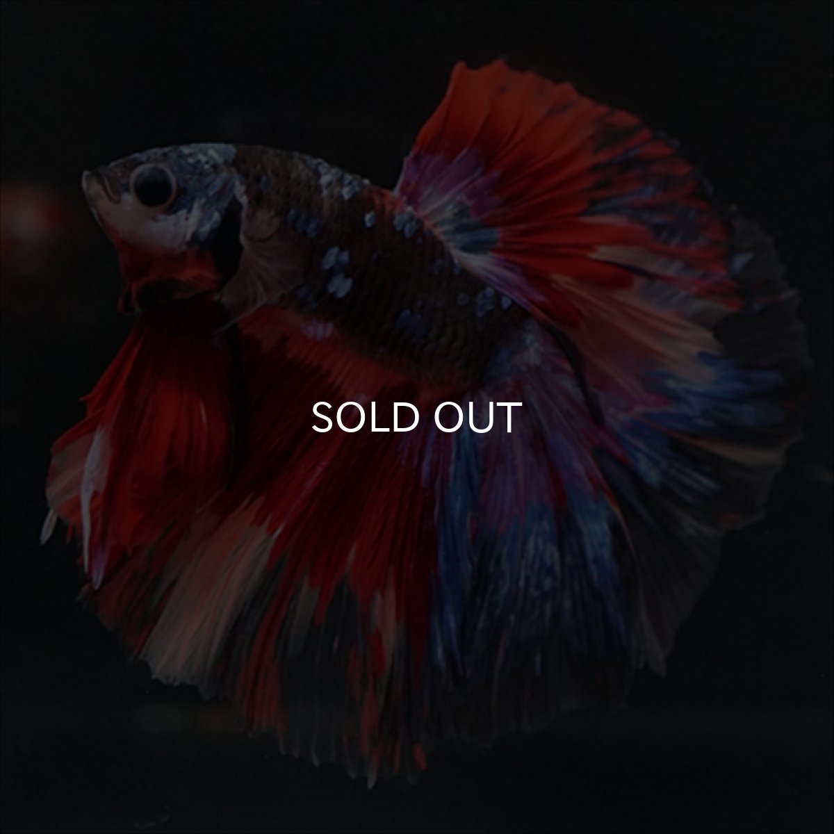 画像14: HM　ブラックスター変わり柄 (14)