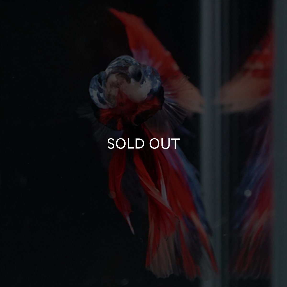 画像13: HM　ブラックスター変わり柄 (13)