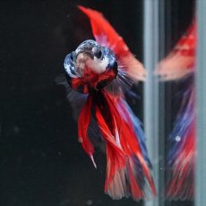 画像13: HM　ブラックスター変わり柄 (13)
