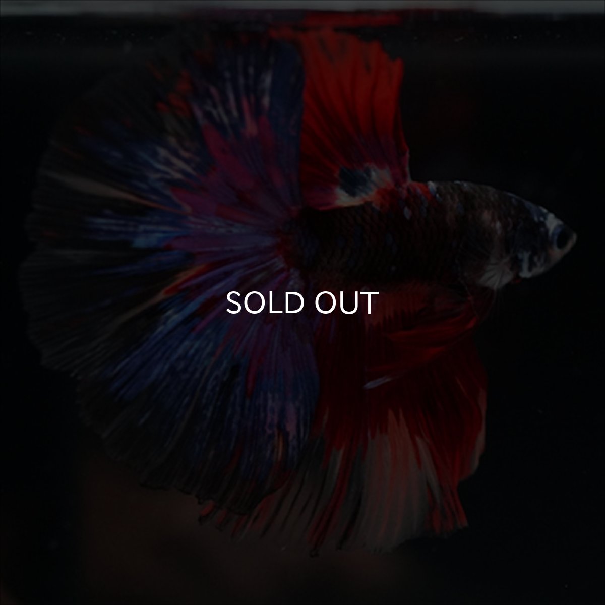 画像12: HM　ブラックスター変わり柄 (12)