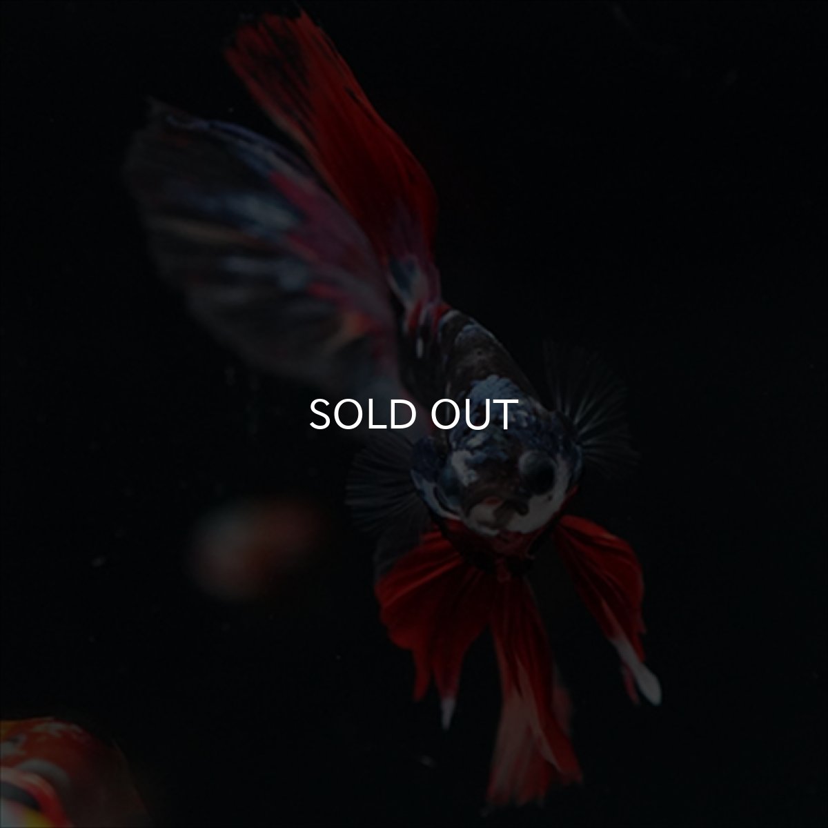 画像11: HM　ブラックスター変わり柄 (11)