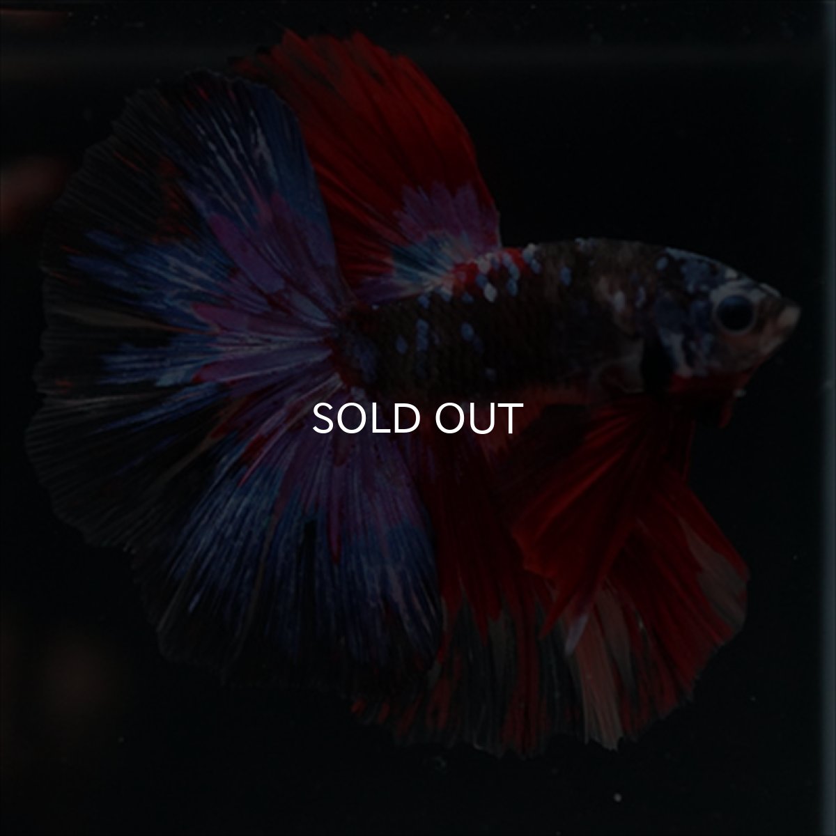 画像10: HM　ブラックスター変わり柄 (10)