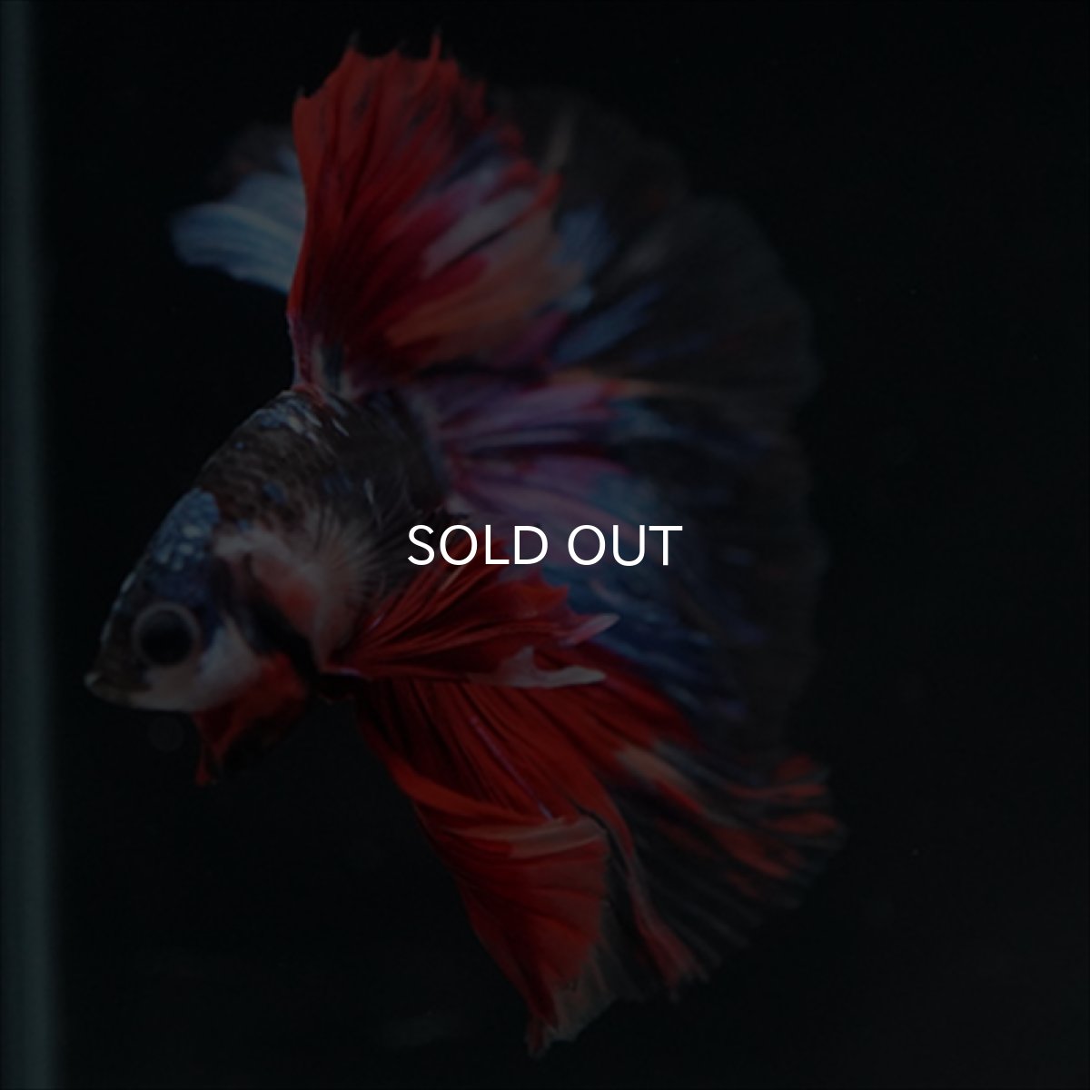 画像9: HM　ブラックスター変わり柄 (9)