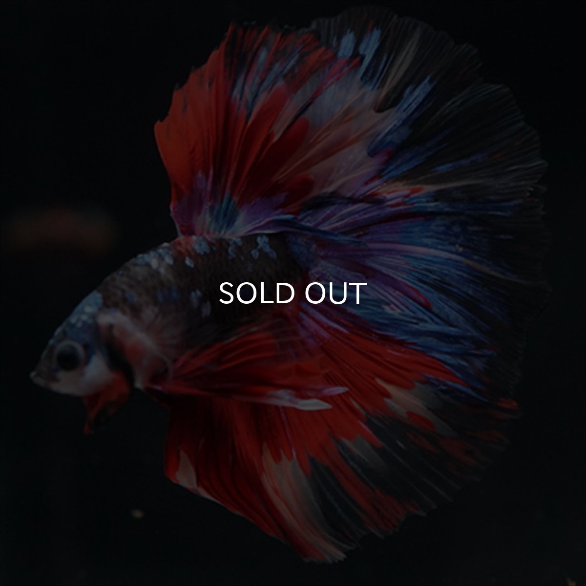 画像8: HM　ブラックスター変わり柄 (8)