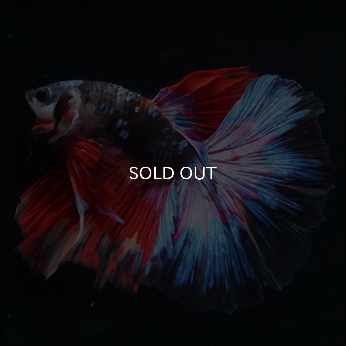 画像7: HM　ブラックスター変わり柄 (7)