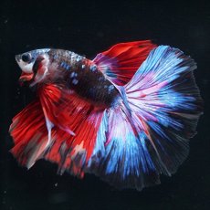 画像7: HM　ブラックスター変わり柄 (7)