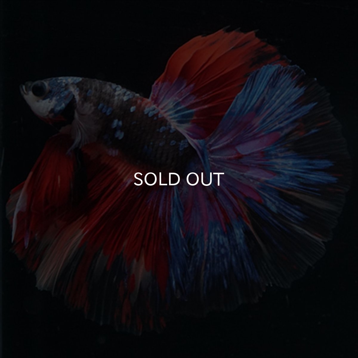 画像6: HM　ブラックスター変わり柄 (6)