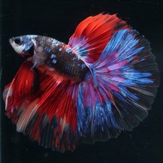 画像6: HM　ブラックスター変わり柄 (6)