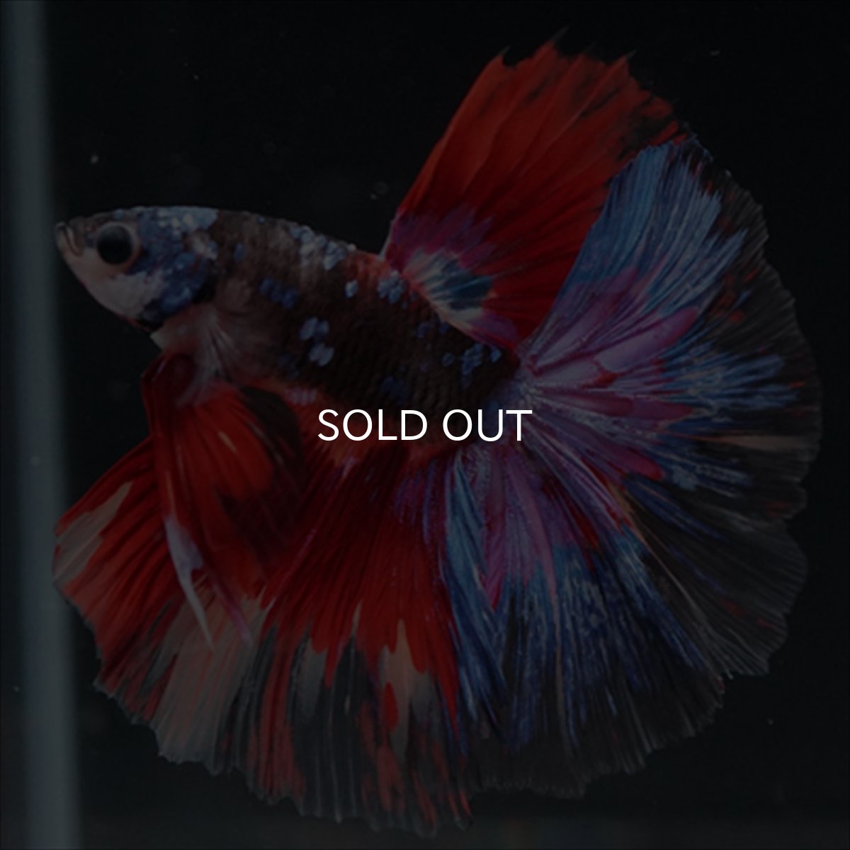 画像5: HM　ブラックスター変わり柄 (5)