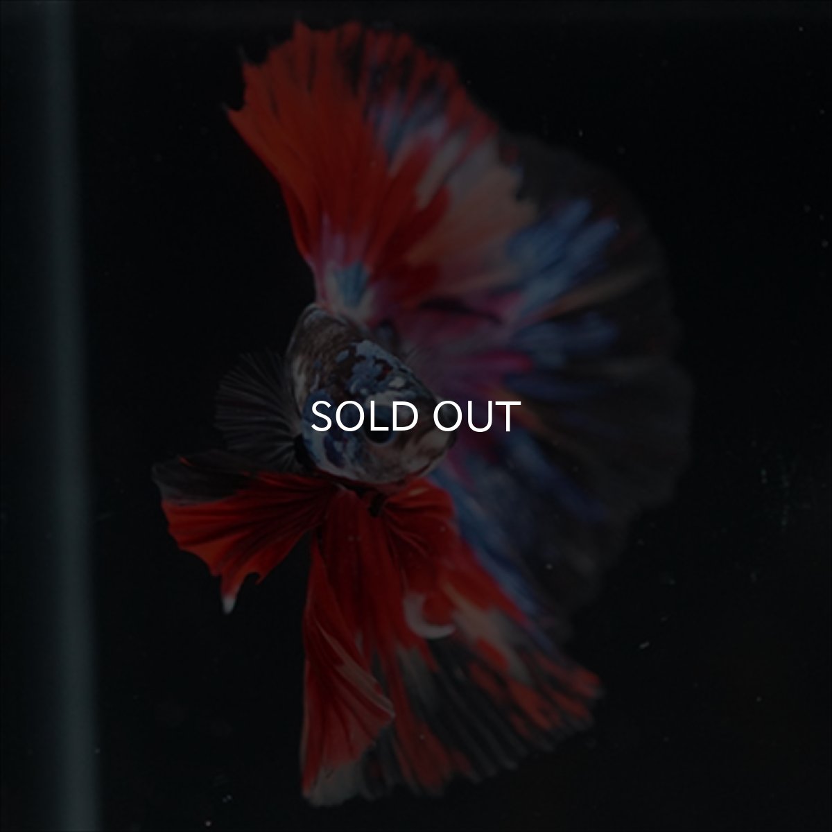 画像4: HM　ブラックスター変わり柄 (4)