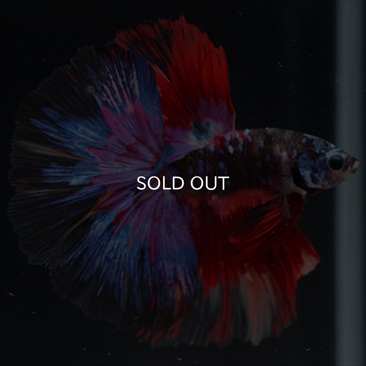 画像3: HM　ブラックスター変わり柄 (3)