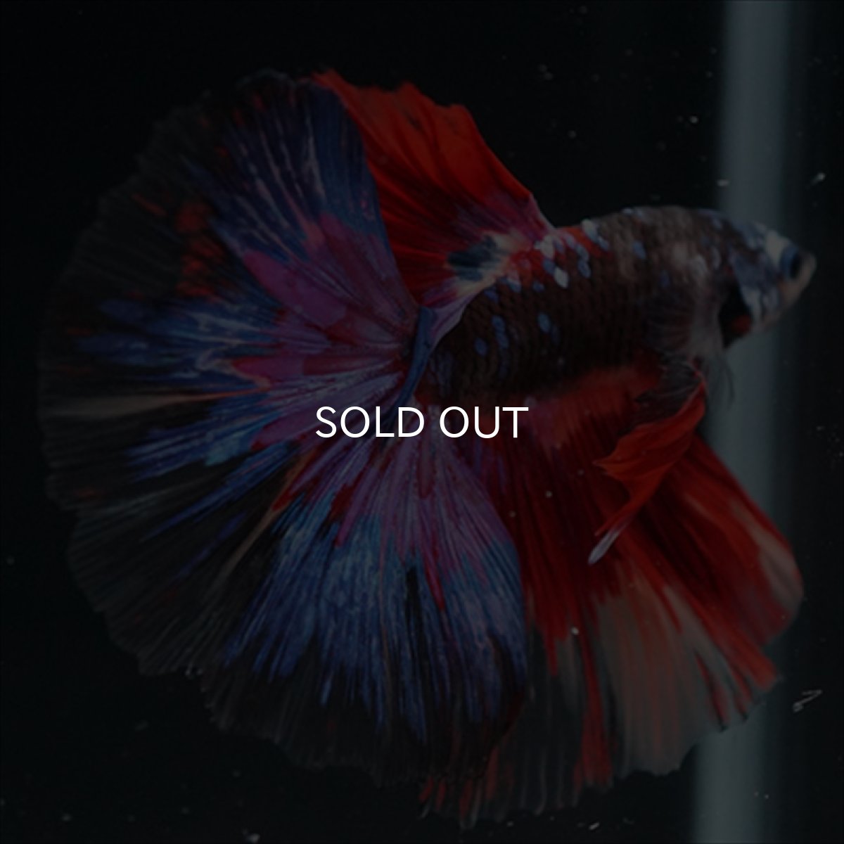 画像2: HM　ブラックスター変わり柄 (2)