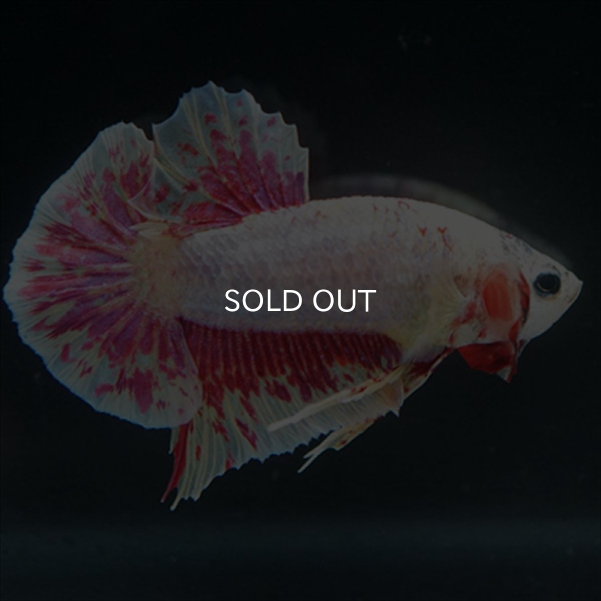 画像18: HMPK　パープルファンシー　変わり柄 (18)