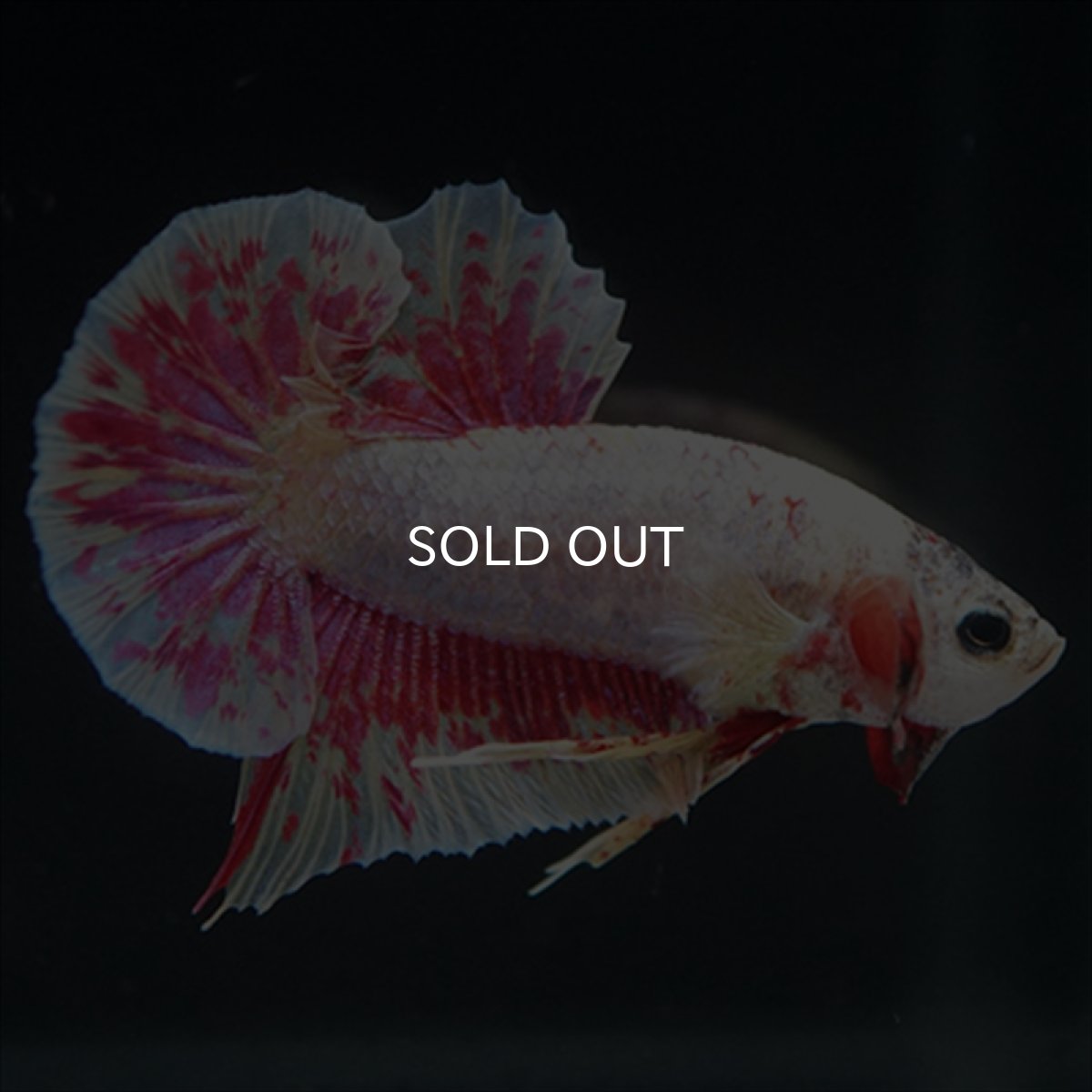 画像17: HMPK　パープルファンシー　変わり柄 (17)