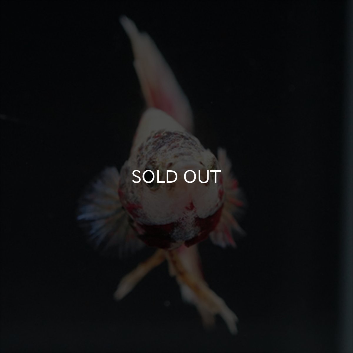 画像16: HMPK　パープルファンシー　変わり柄 (16)