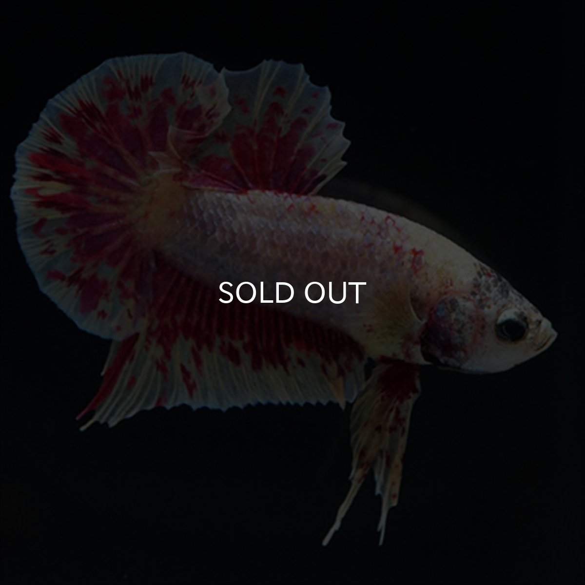 画像15: HMPK　パープルファンシー　変わり柄 (15)