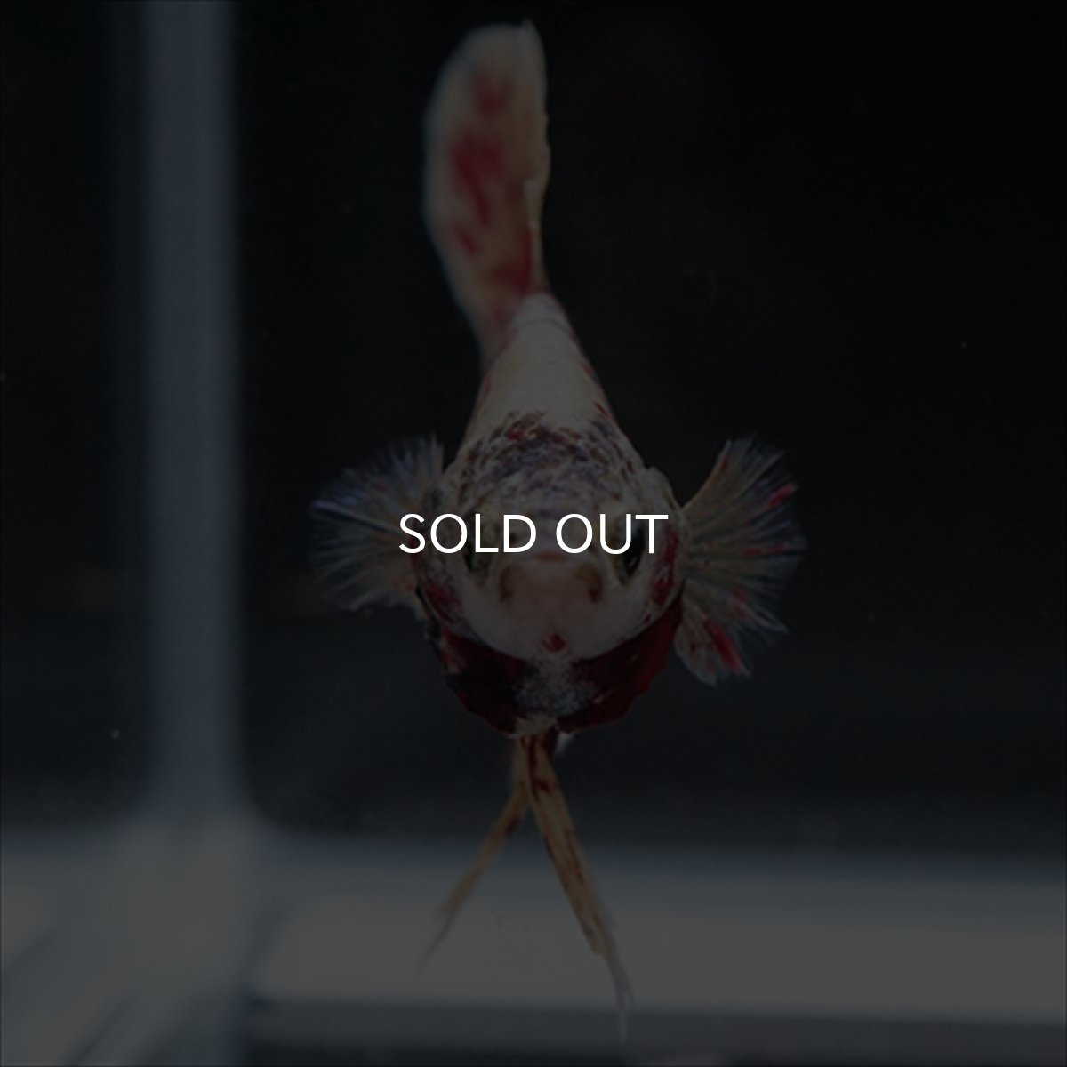 画像14: HMPK　パープルファンシー　変わり柄 (14)