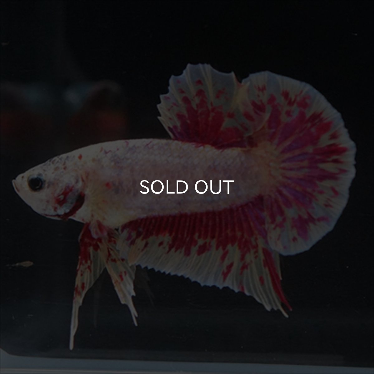 画像3: HMPK　パープルファンシー　変わり柄 (3)