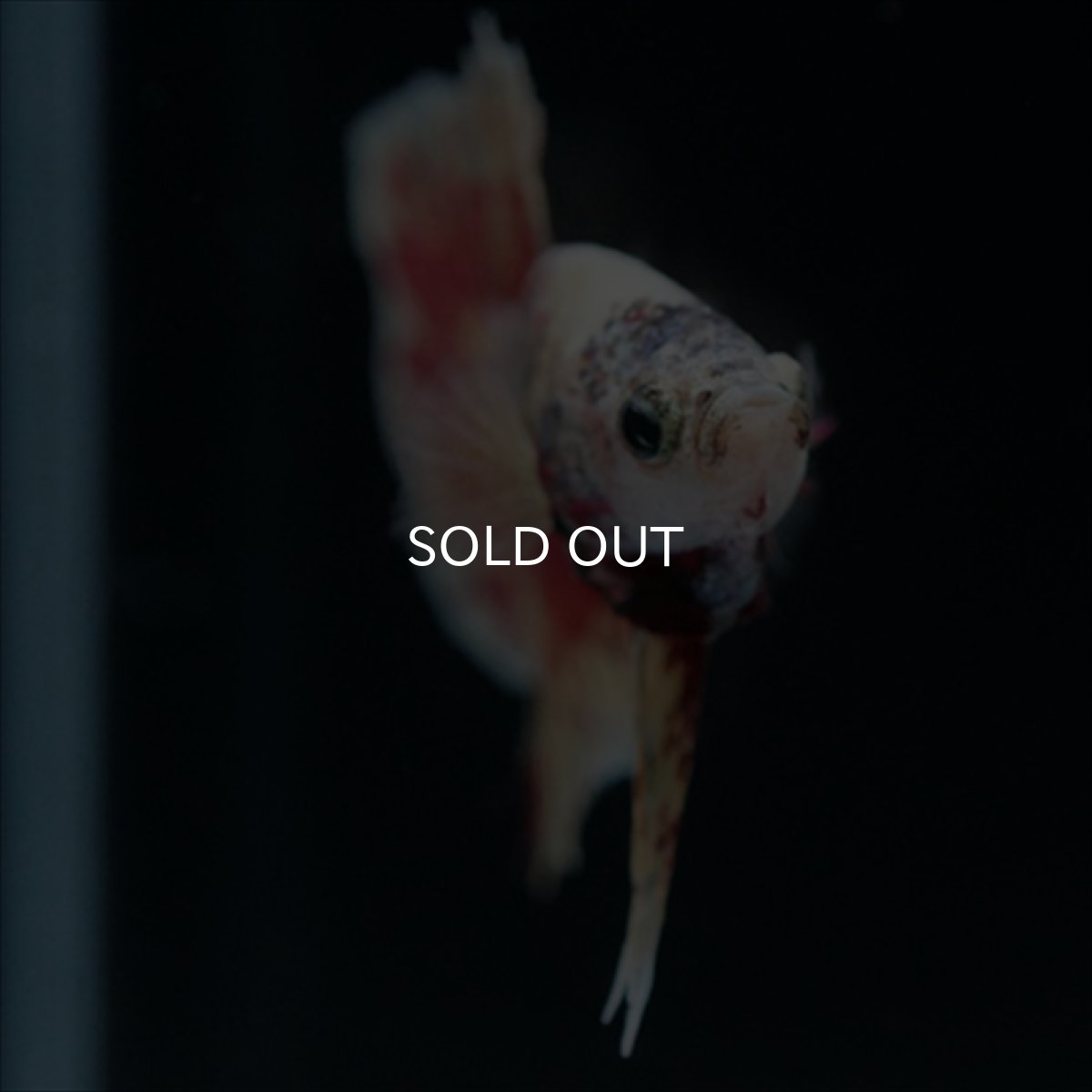 画像13: HMPK　パープルファンシー　変わり柄 (13)