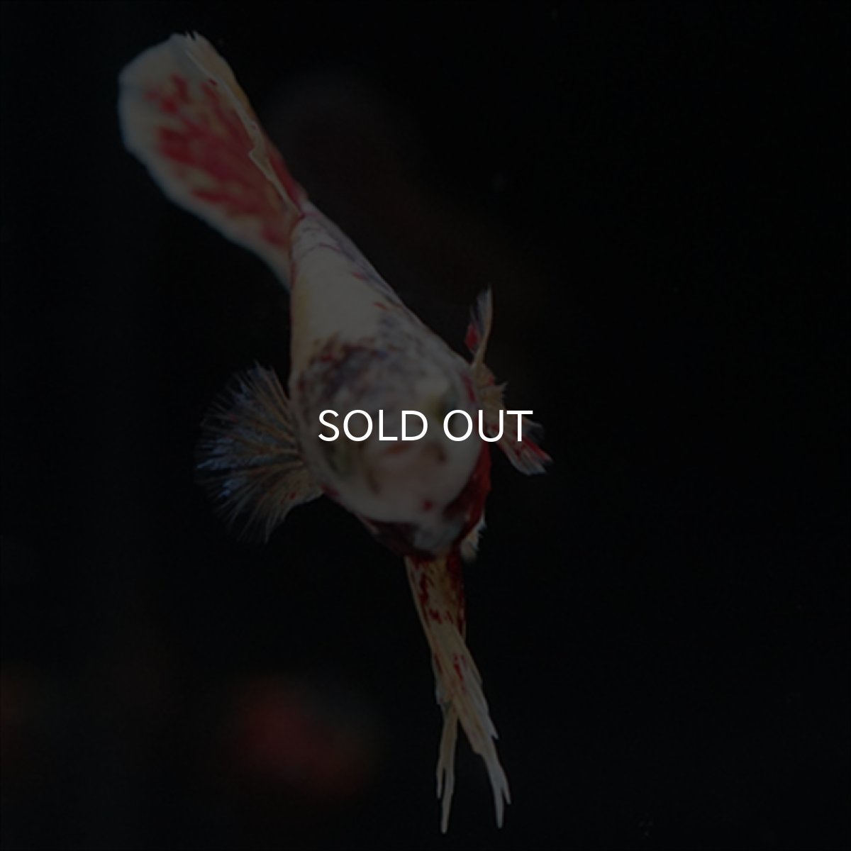 画像12: HMPK　パープルファンシー　変わり柄 (12)