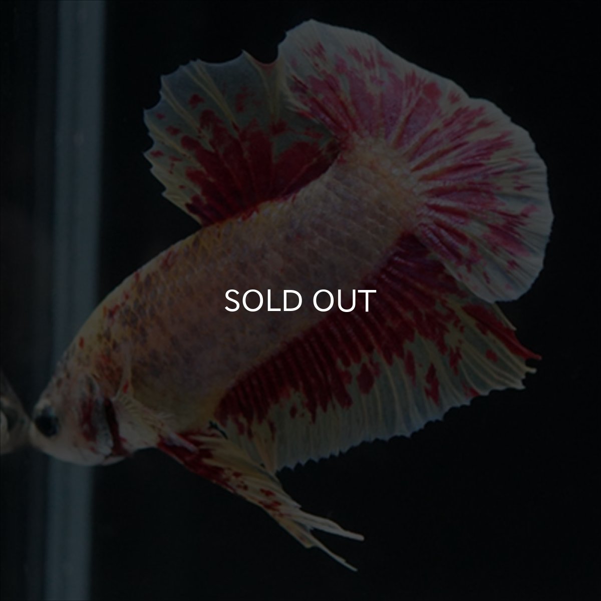 画像11: HMPK　パープルファンシー　変わり柄 (11)