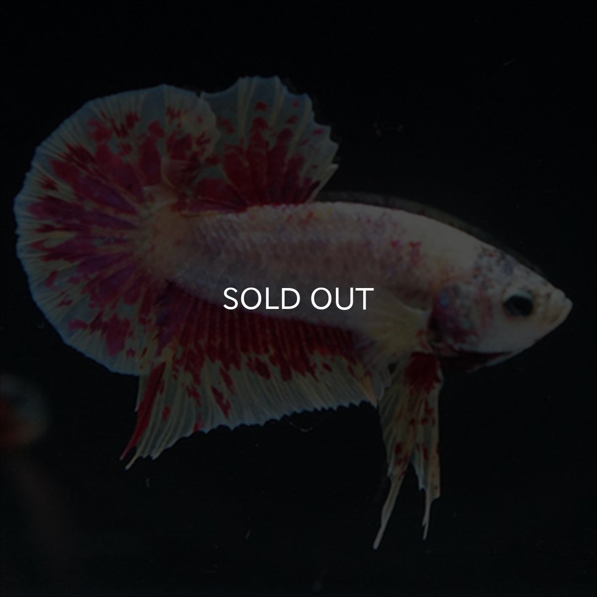 画像10: HMPK　パープルファンシー　変わり柄 (10)