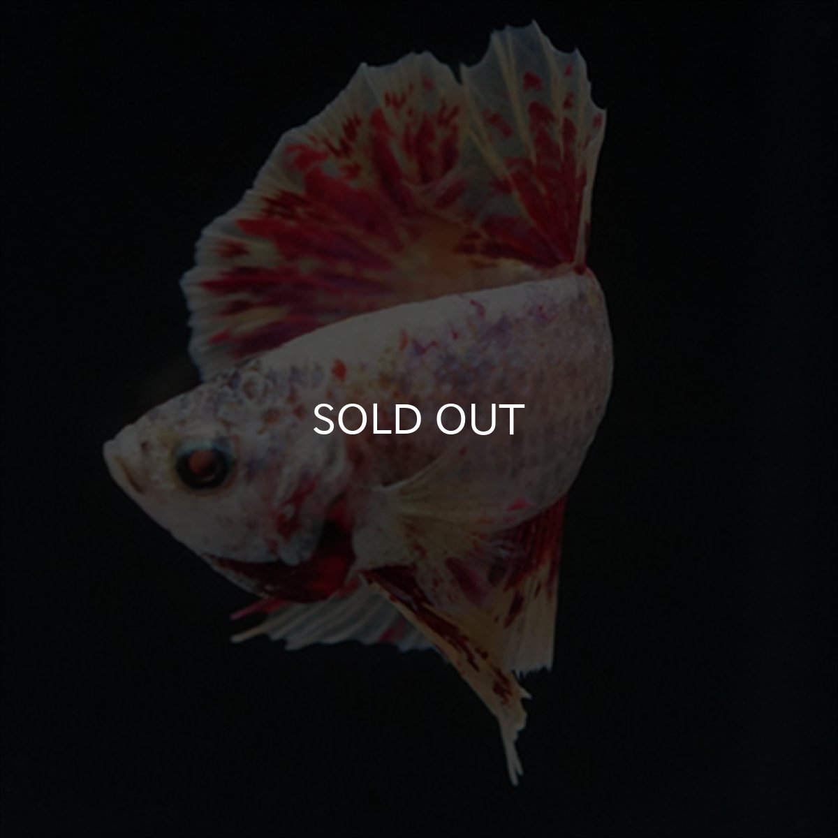 画像9: HMPK　パープルファンシー　変わり柄 (9)