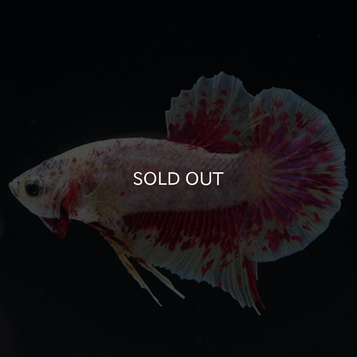 画像8: HMPK　パープルファンシー　変わり柄 (8)