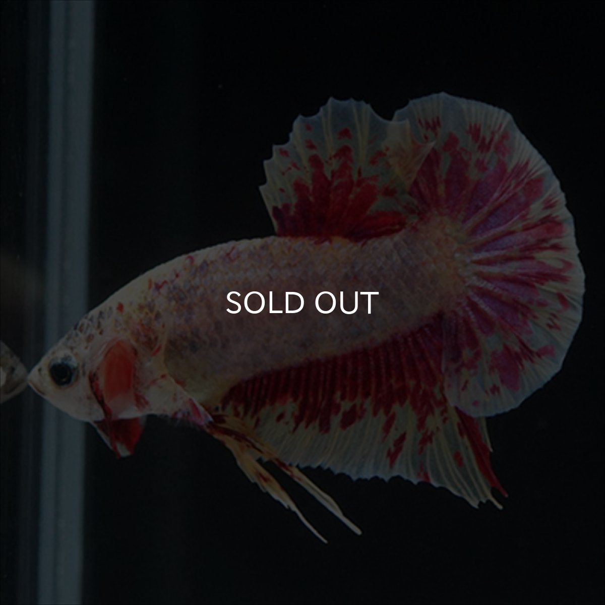 画像7: HMPK　パープルファンシー　変わり柄 (7)