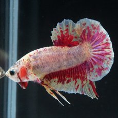 画像7: HMPK　パープルファンシー　変わり柄 (7)
