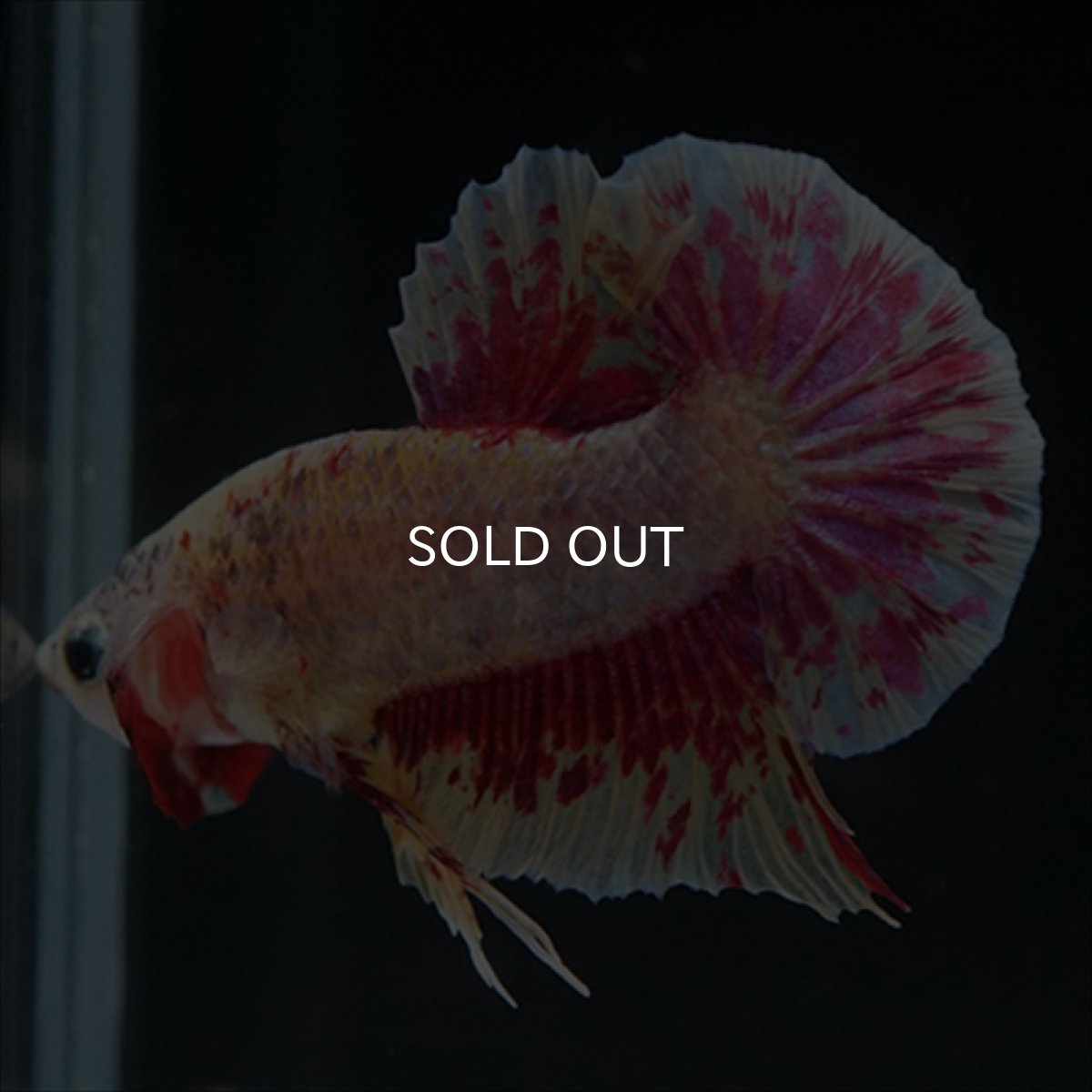 画像6: HMPK　パープルファンシー　変わり柄 (6)