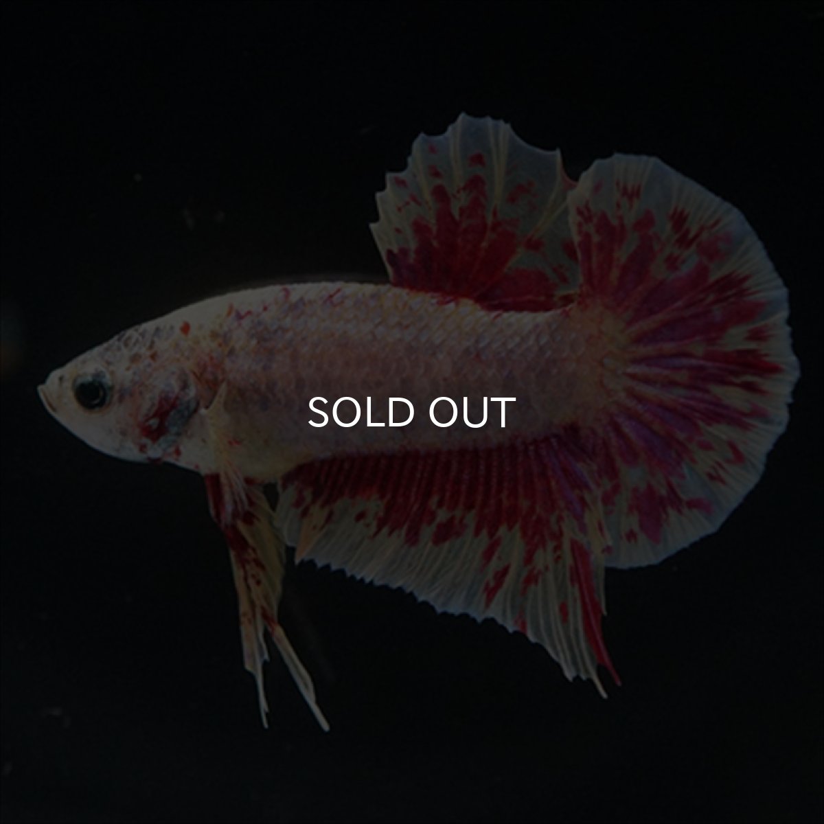 画像5: HMPK　パープルファンシー　変わり柄 (5)