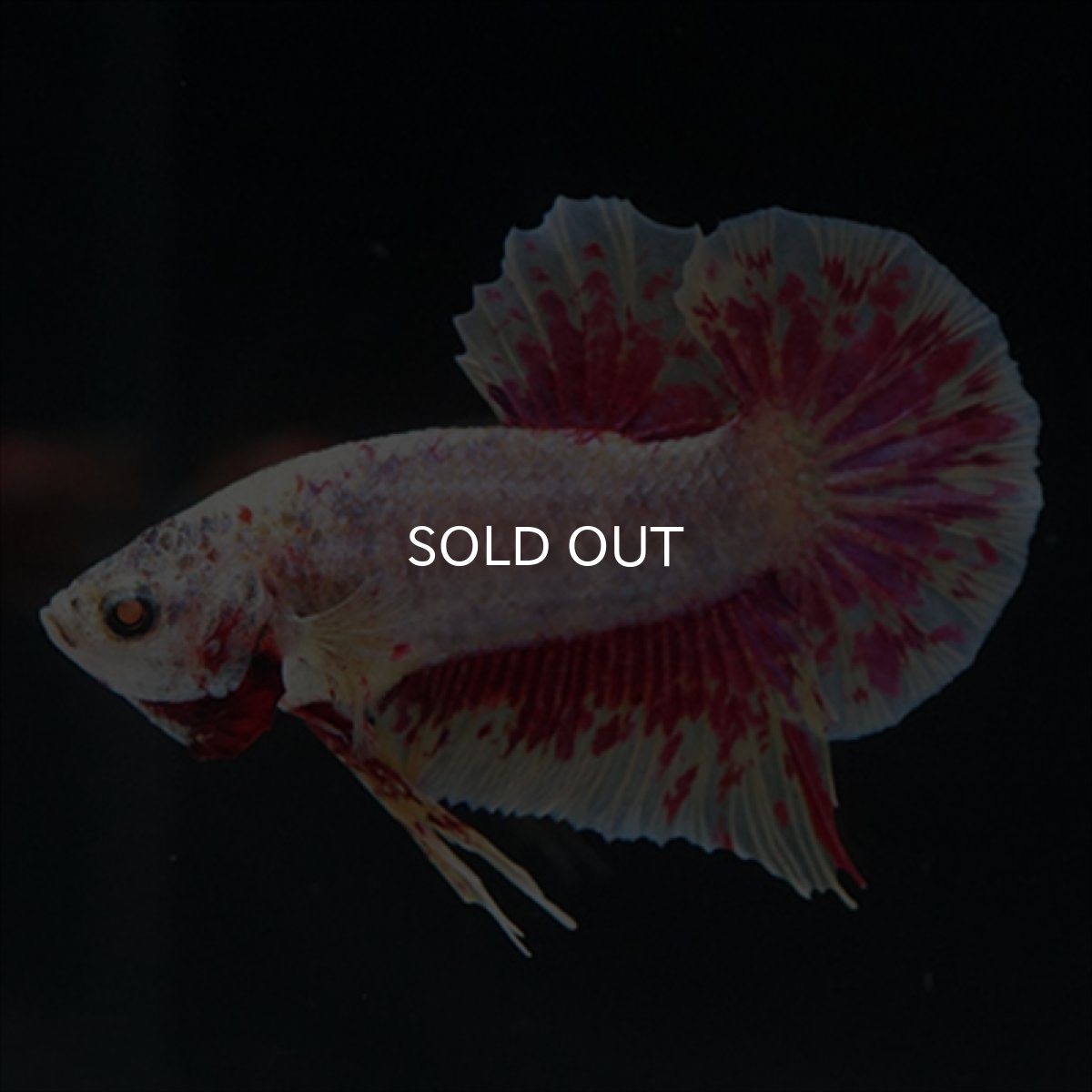 画像4: HMPK　パープルファンシー　変わり柄 (4)