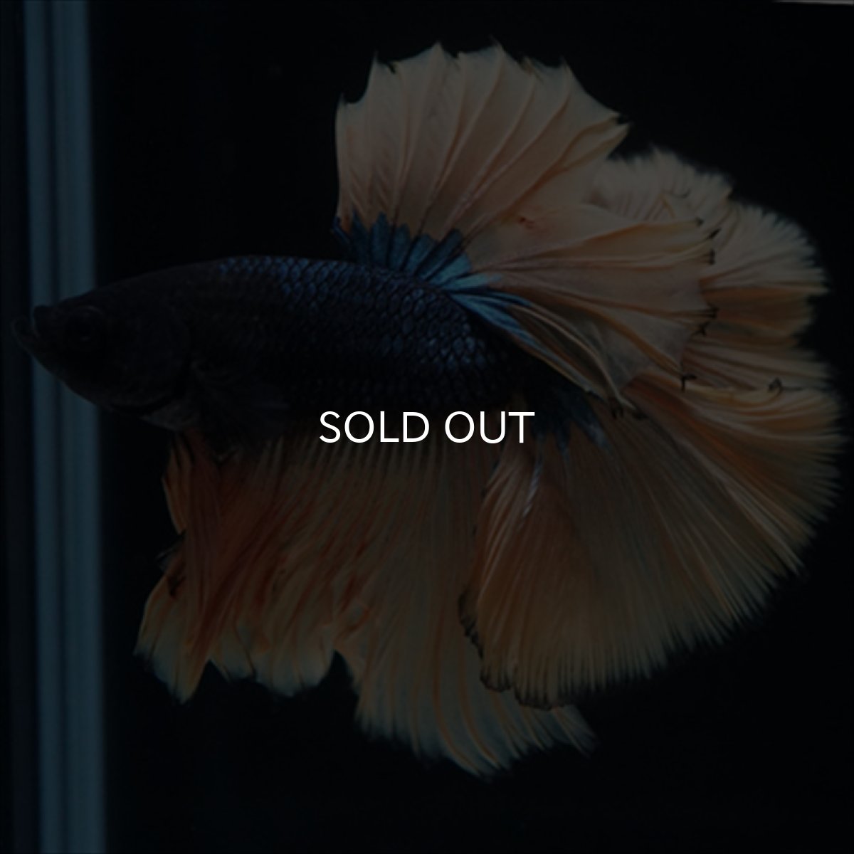 画像7: HM　マスタード (7)